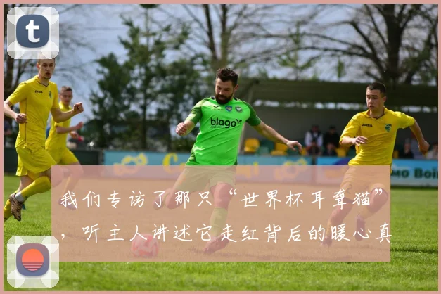 我们专访了那只“世界杯耳聋猫”，听主人讲述它走红背后的暖心真相