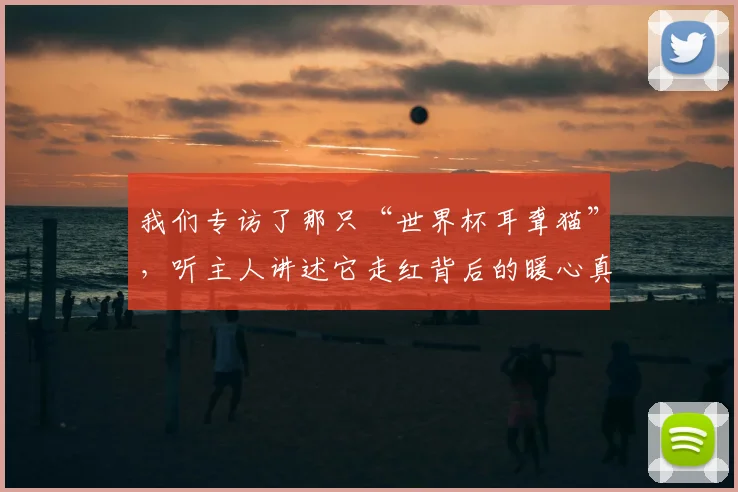 我们专访了那只“世界杯耳聋猫”，听主人讲述它走红背后的暖心真相